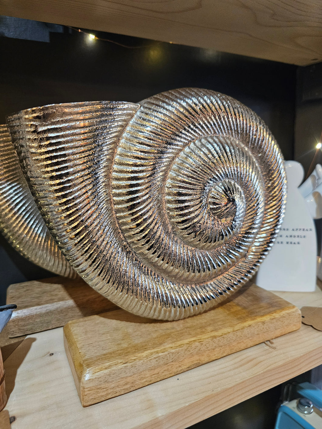 Large sea shell